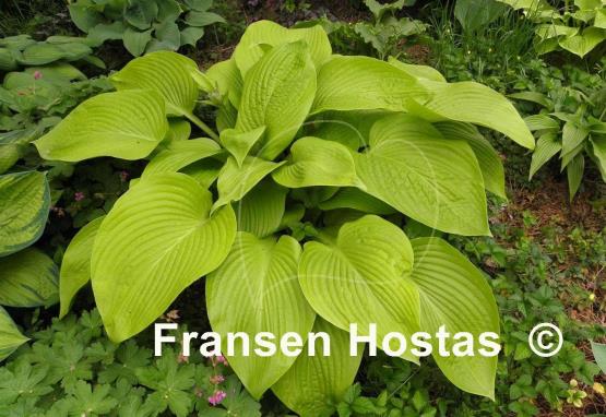 Hosta Key West